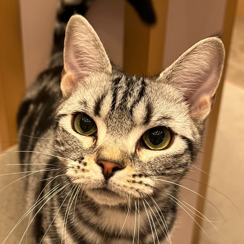 アメ